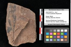Foto (Objekt + Etikett) von Quercus cf. palaeoilex Ettingshausen (NHMW-GEO-2024-0188-0747a)